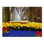 yellow Keukenhof gardens, Amsterdam, Netherlands f Post Card