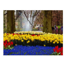 yellow Keukenhof gardens, Amsterdam, Netherlands f Post Card