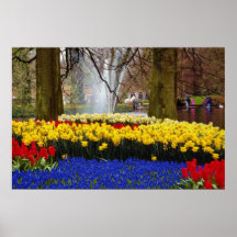 yellow Keukenhof gardens, Amsterdam, Netherlands f Posters