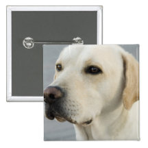 Yellow Lab  Button