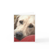 Yellow Lab cards