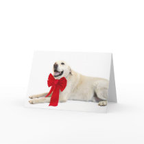 Yellow lab Christmas cards