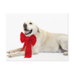 yellow lab Christmas