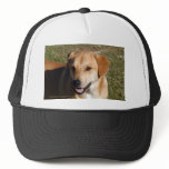 Yellow Lab Dog Mesh Hats