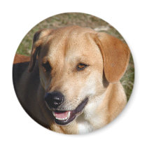 Yellow Lab Dog magnets