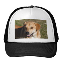 Yellow Lab Dog Mesh Hats