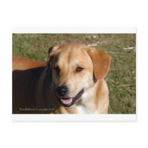 Yellow Lab Dog postcards by BowNRanch Yellow Lab Dog postcards