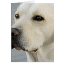 Yellow Lab  Greeting Card