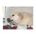 Yellow lab growl post cards