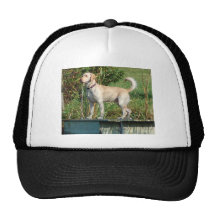 Yellow Lab Hats