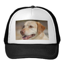 Yellow Lab Hats