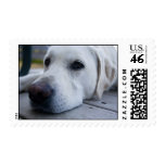 Yellow Lab postage