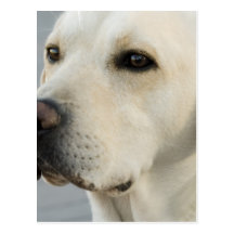 Yellow Lab  Postcard