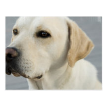 Yellow Lab  Postcard