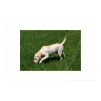 "Yellow Lab" posters
