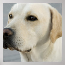 Yellow Lab Poster