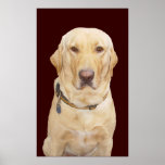 Yellow Lab posters