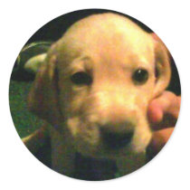yellow lab pup stickers by aimwolf yellow lab pup stickers