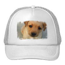 Yellow Lab Puppy Baseball Hat