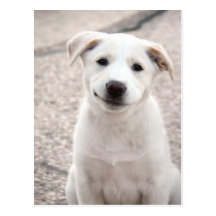 Yellow Lab Puppy - Paper Products Post Cards