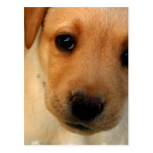 Yellow Lab Puppy Postcard