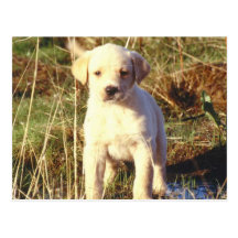 Yellow Lab Puppy Postcard