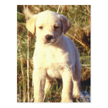 Yellow Lab Puppy Postcards