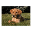 Yellow Lab Puppy posters