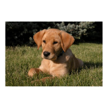 Yellow Lab Puppy posters