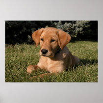 Yellow Lab Puppy Print