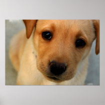 Yellow Lab Puppy Poster