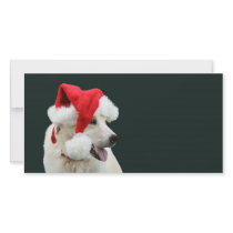 Yellow lab Santa Claus photo cards