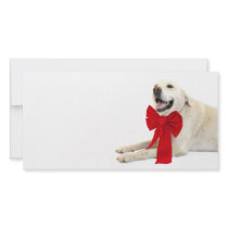 Yellow labrador Christmas photo cards