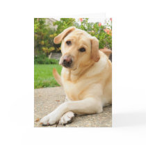 Yellow Labrador dog Greeting Cards