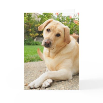Yellow Labrador dog Greeting Cards by NVigeant