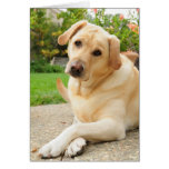 Yellow Labrador dog Greeting Cards