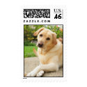 Yellow Labrador dog postage by NVigeant Yellow Labrador dog postage