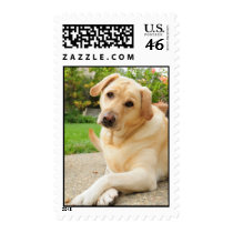 Yellow Labrador dog postage