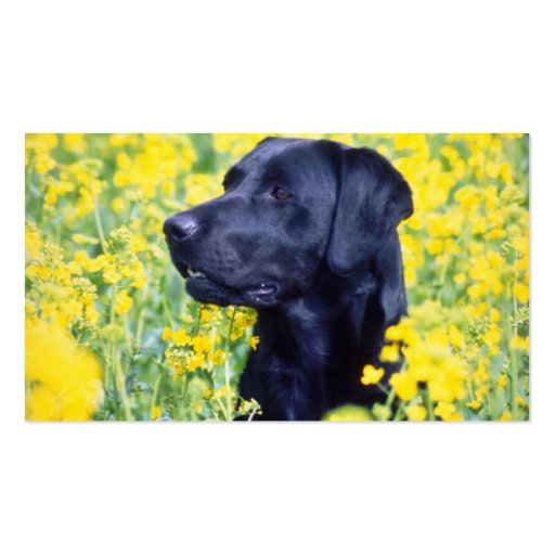 yellow Labrador flowers Business Card (back side)