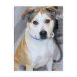 Yellow Labrador/Pitbull Retriever Mix Postcards