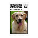 Yellow Labrador postage by traveller9 Yellow Labrador postage