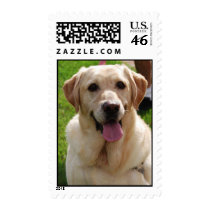 Yellow Labrador postage