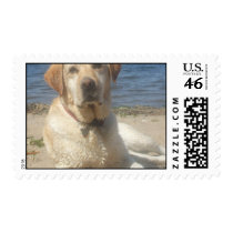 Yellow Labrador Retriever Dog Postage Stamp