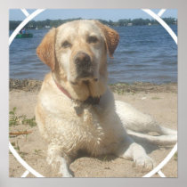 Yellow Labrador Retriever Dog Poster