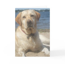 Yellow Labrador Retriever Greeting Card
