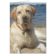 Yellow Labrador Retriever Greeting Card