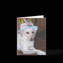 Yellow Labrador Retriever in Birthday Hat cards