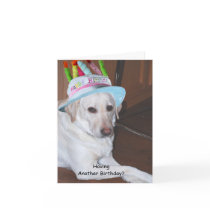 Yellow Labrador Retriever in Birthday Hat Greeting Cards
