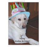 Yellow Labrador Retriever in Birthday Hat Greeting Cards