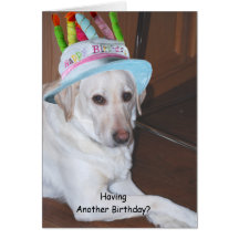 Yellow Labrador Retriever in Birthday Hat Greeting Cards
